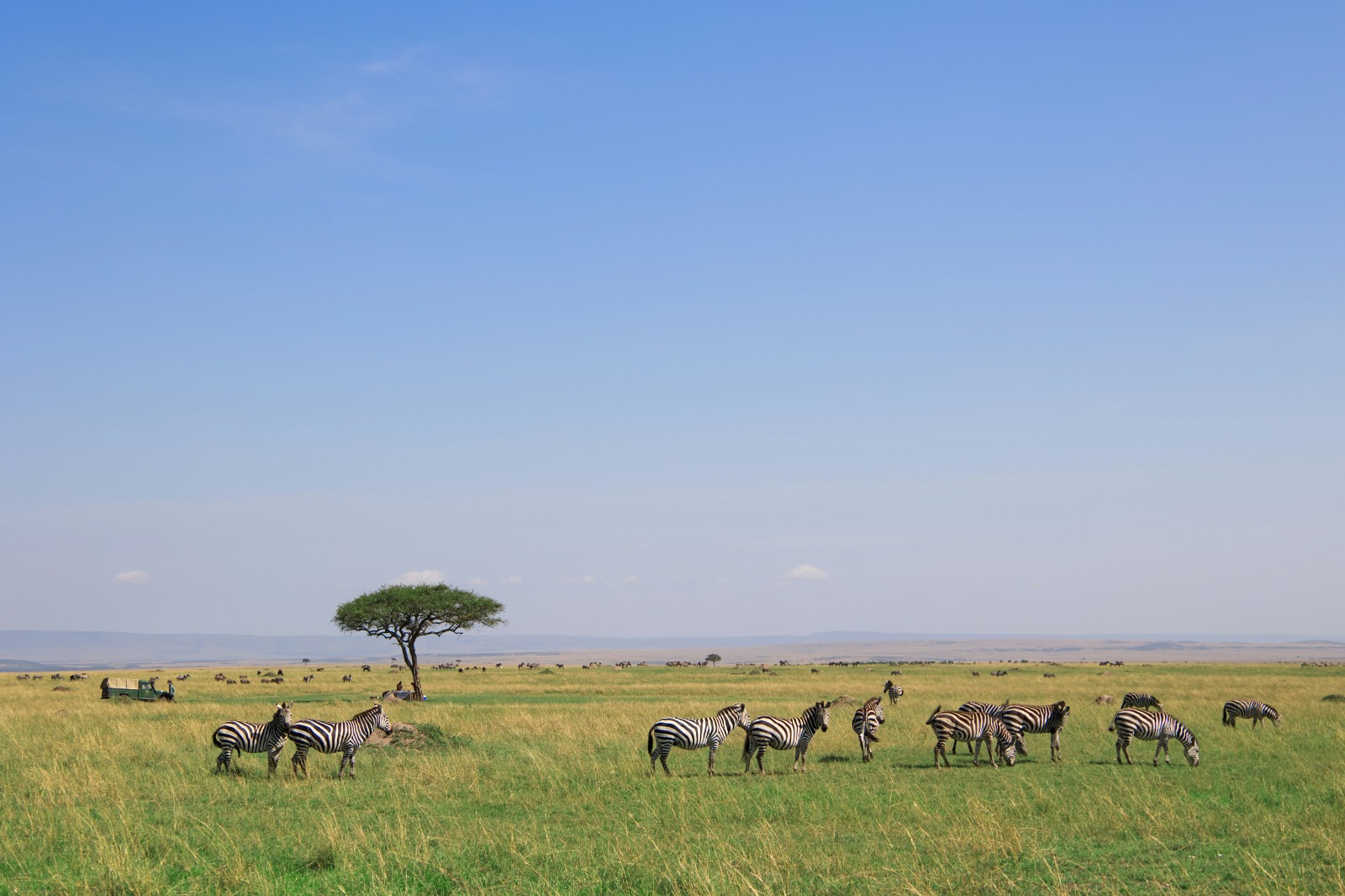 8-Day Best of Kenya & Tanzania Luxury Safari