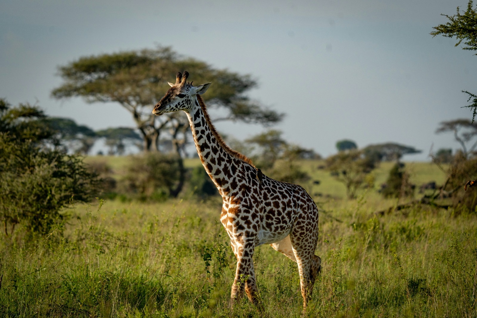 10 Days Best of Kenya and Tanzania Luxury Safari